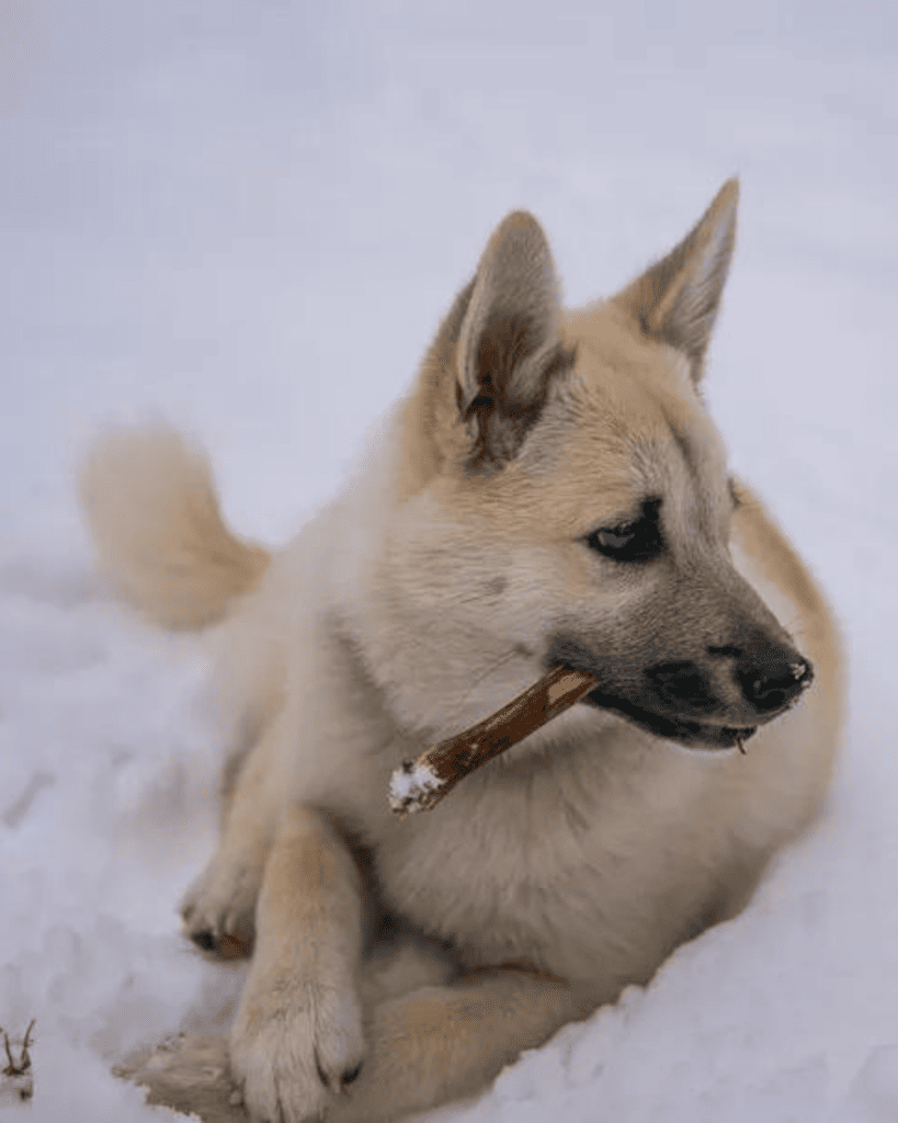 Badass Viking Dog Names for Your Fierce Companion (1)