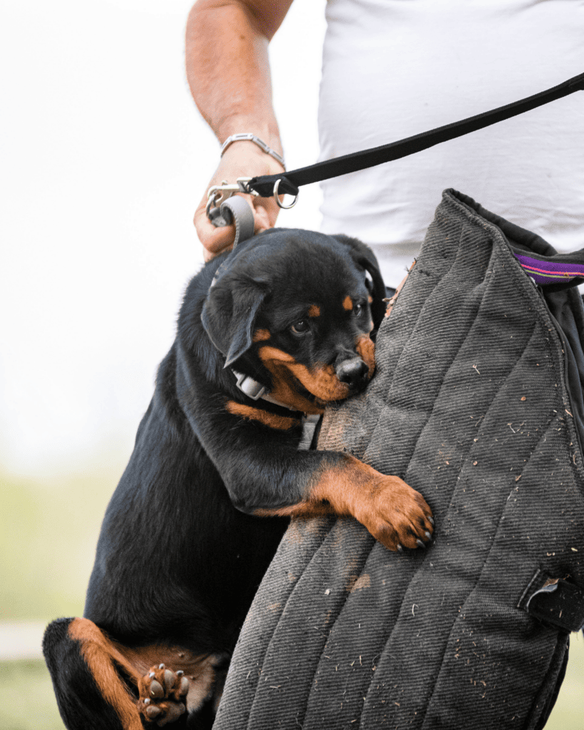 puppy biting common puppies (3)