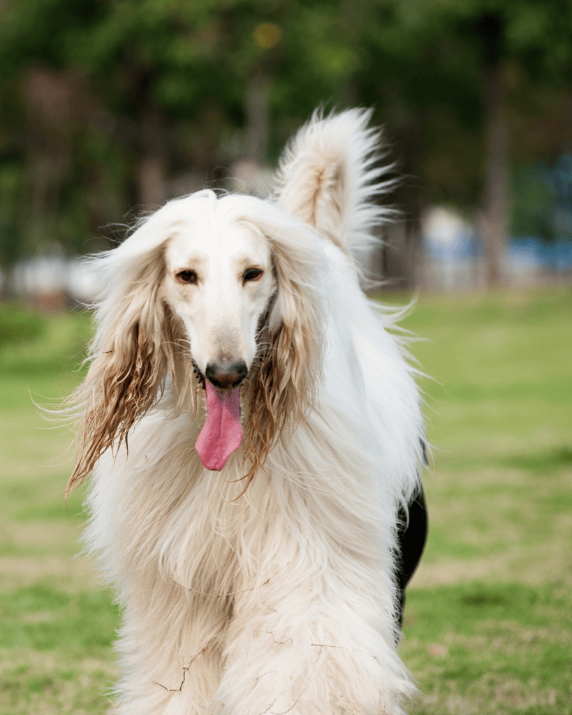 25 dog breeds hardest to potty train (1)