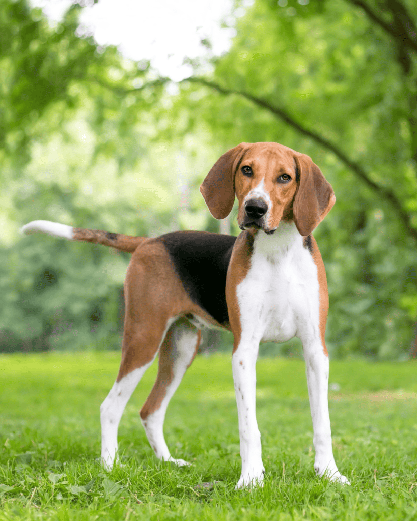 25 dog breeds hardest to potty train (16)