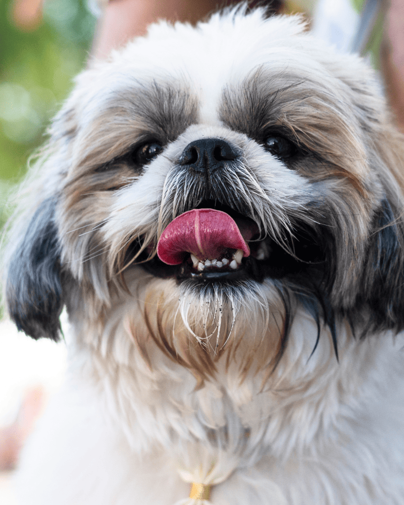 25 dog breeds hardest to potty train (19)