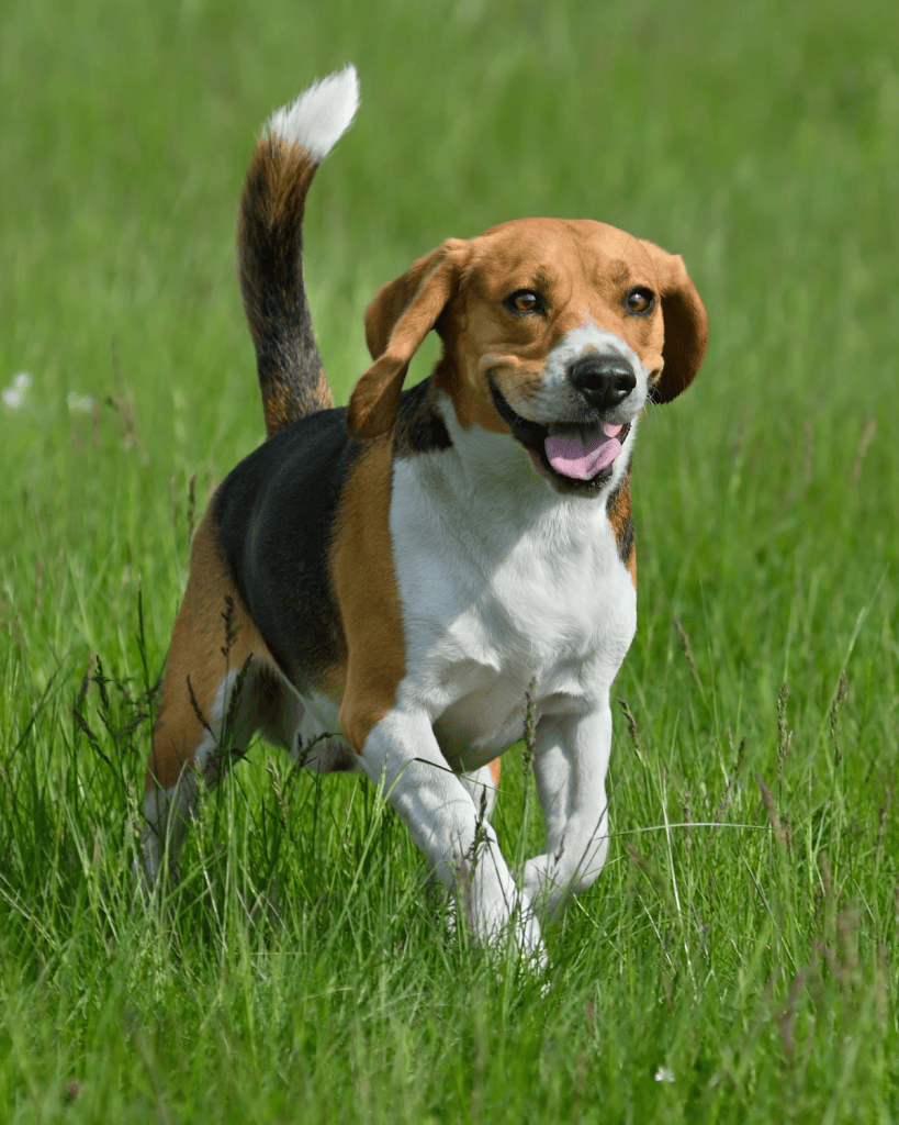 25 dog breeds hardest to potty train (2)