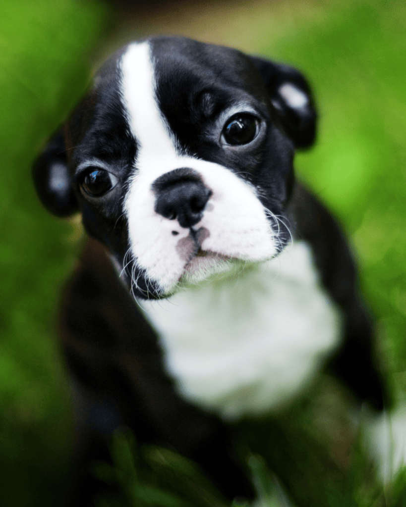 25 dog breeds hardest to potty train (21)