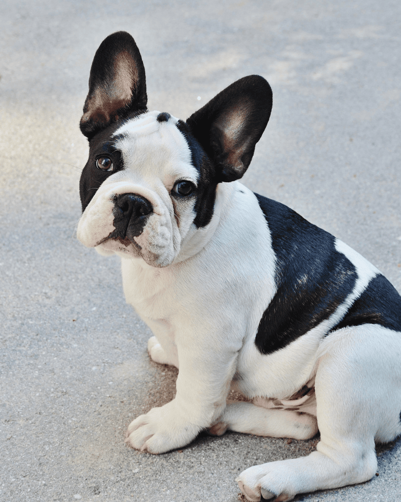 25 dog breeds hardest to potty train (22)