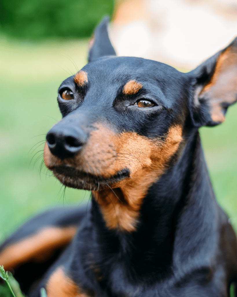 25 dog breeds hardest to potty train (23)