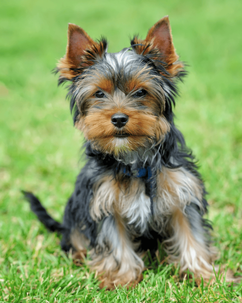 25 dog breeds hardest to potty train (25)