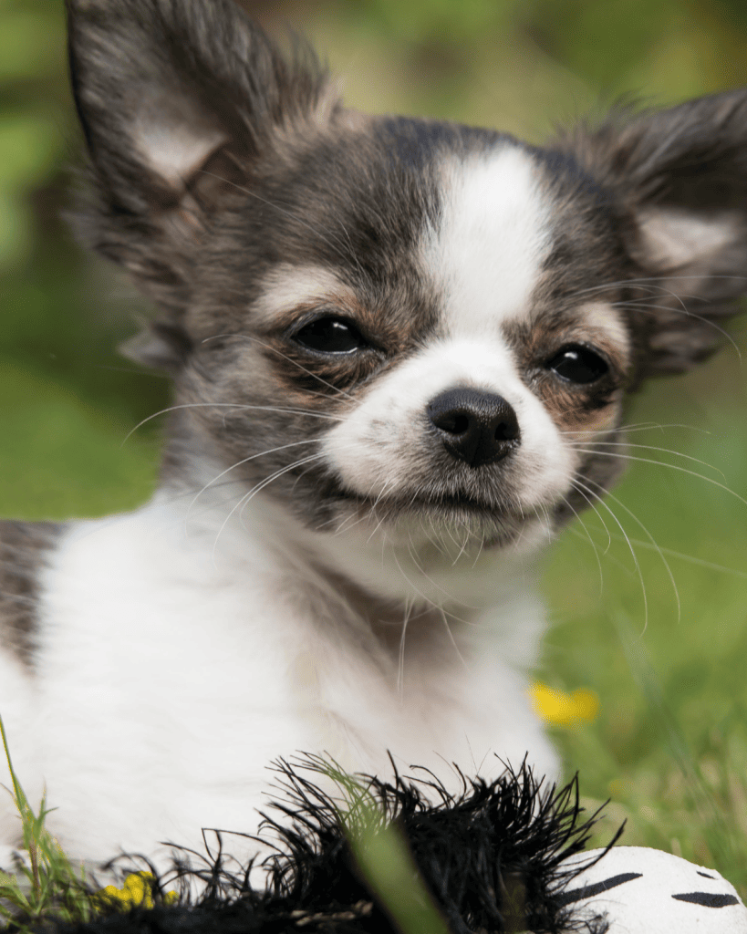 25 dog breeds hardest to potty train (6)