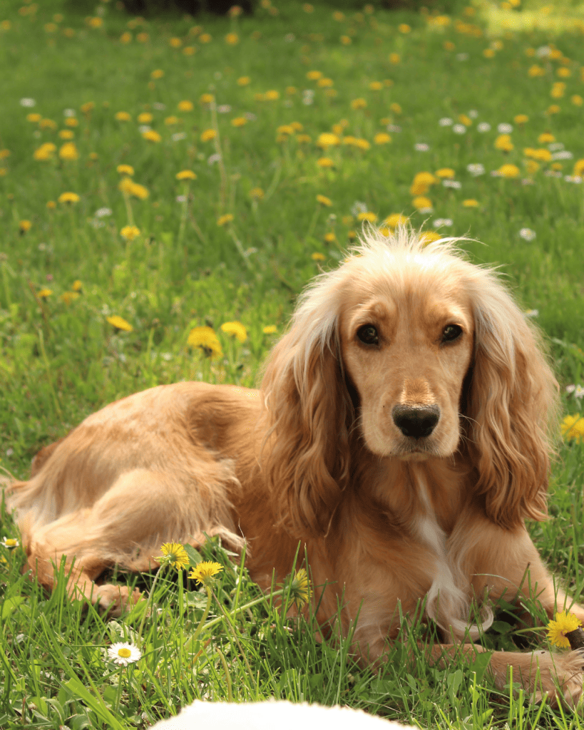 25 dog breeds hardest to potty train (7)