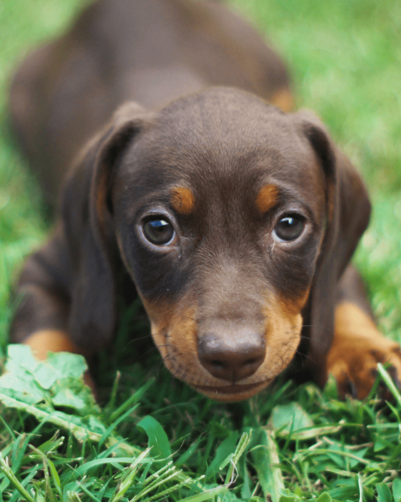 25 dog breeds hardest to potty train (8)