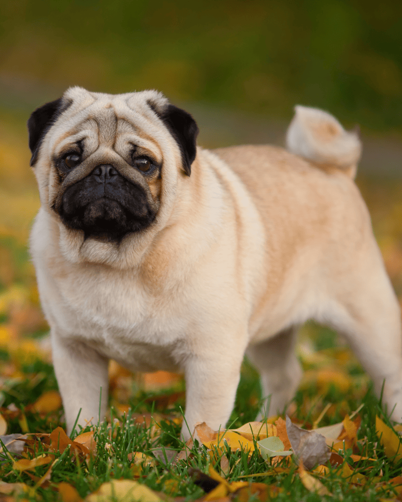 25 dog breeds hardest to potty train (9)