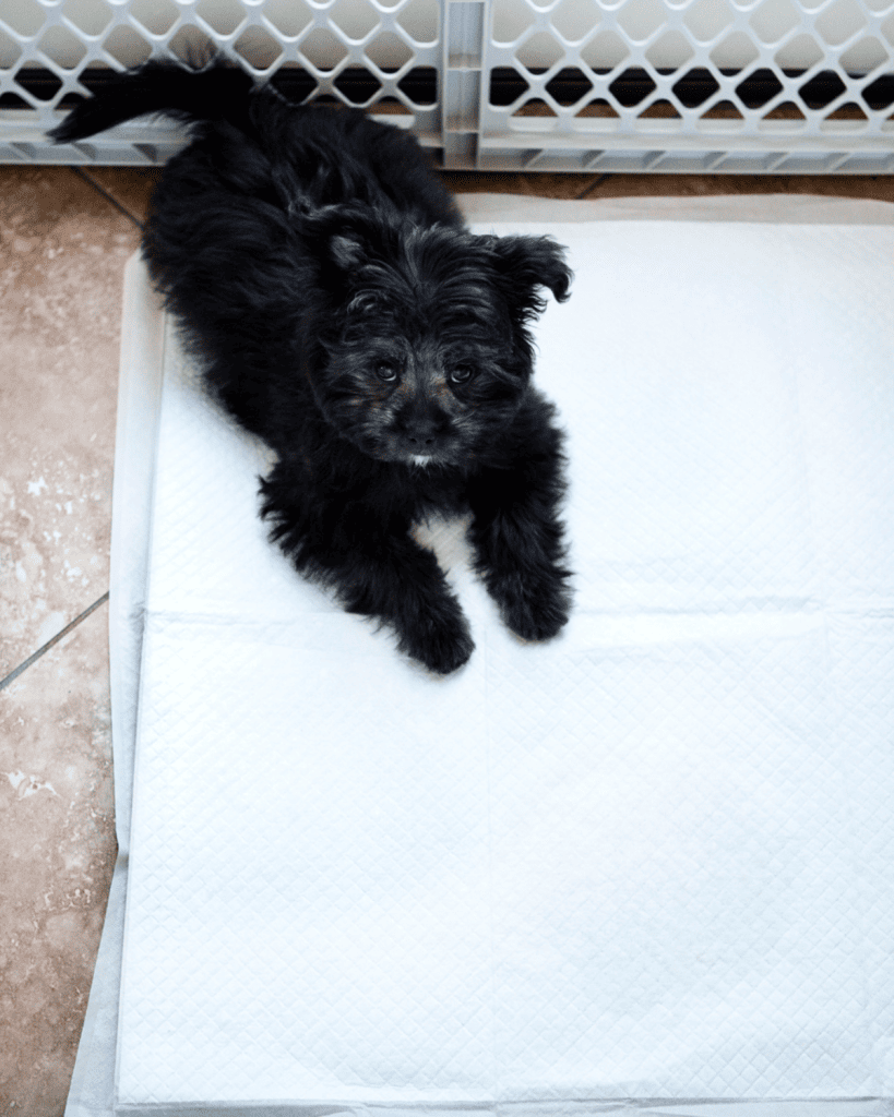 Training Your Puppy to Use Puppy Pads (1)