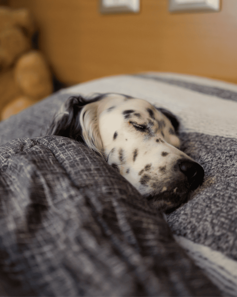 how much sleep does puppy need 6