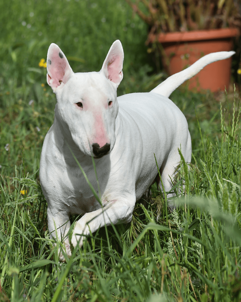 bull terrier colors 1