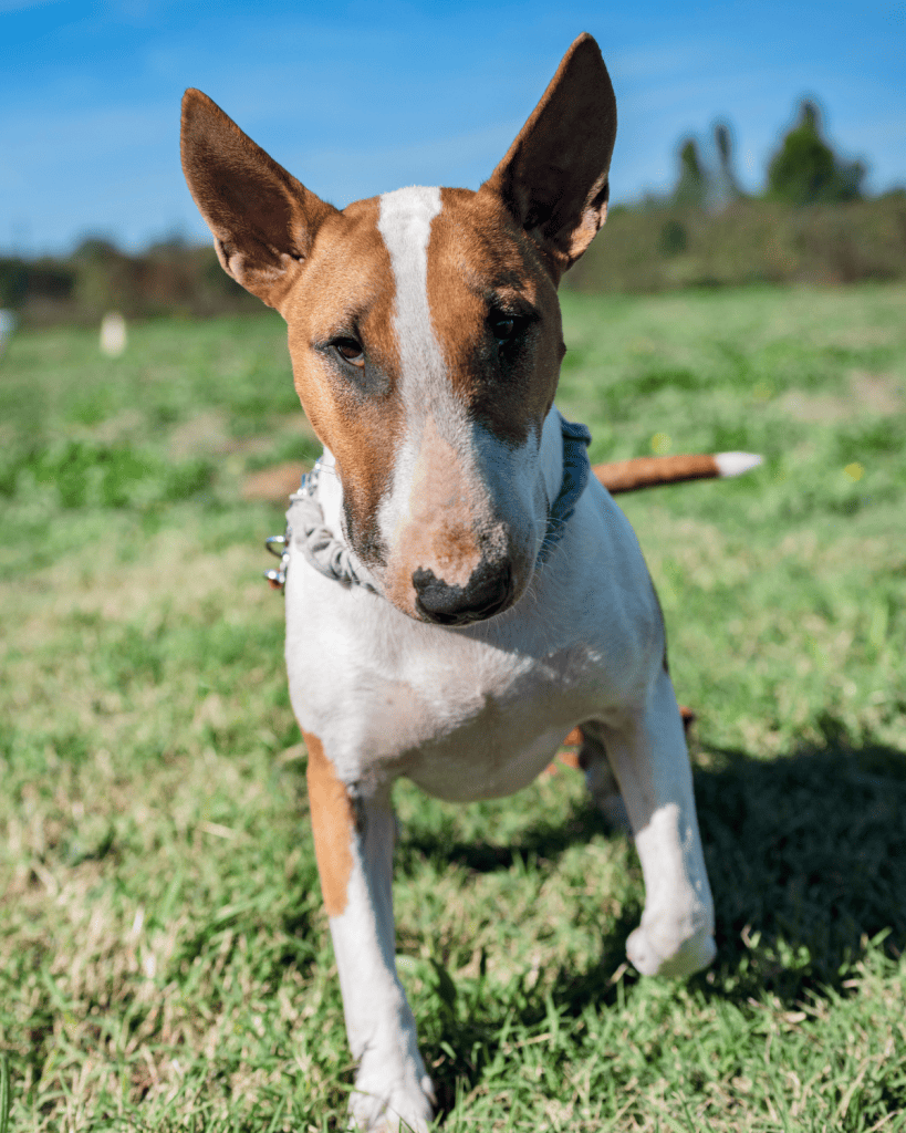 bull terrier colors 3