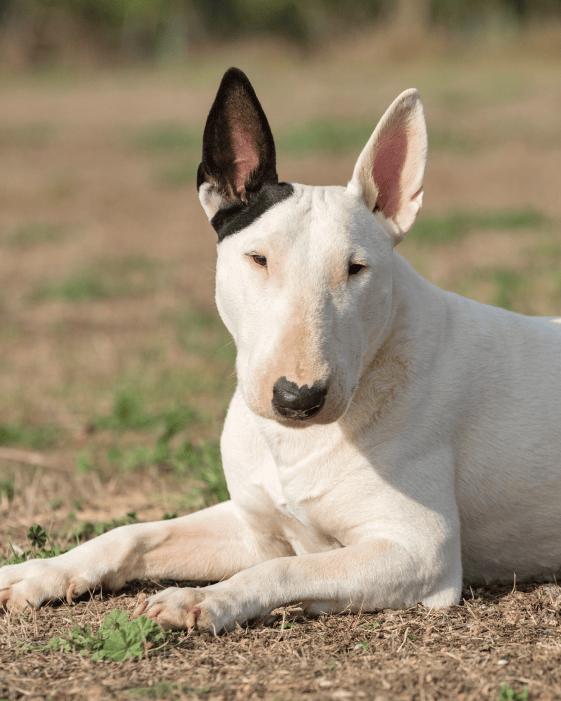 bull terrier colors 6