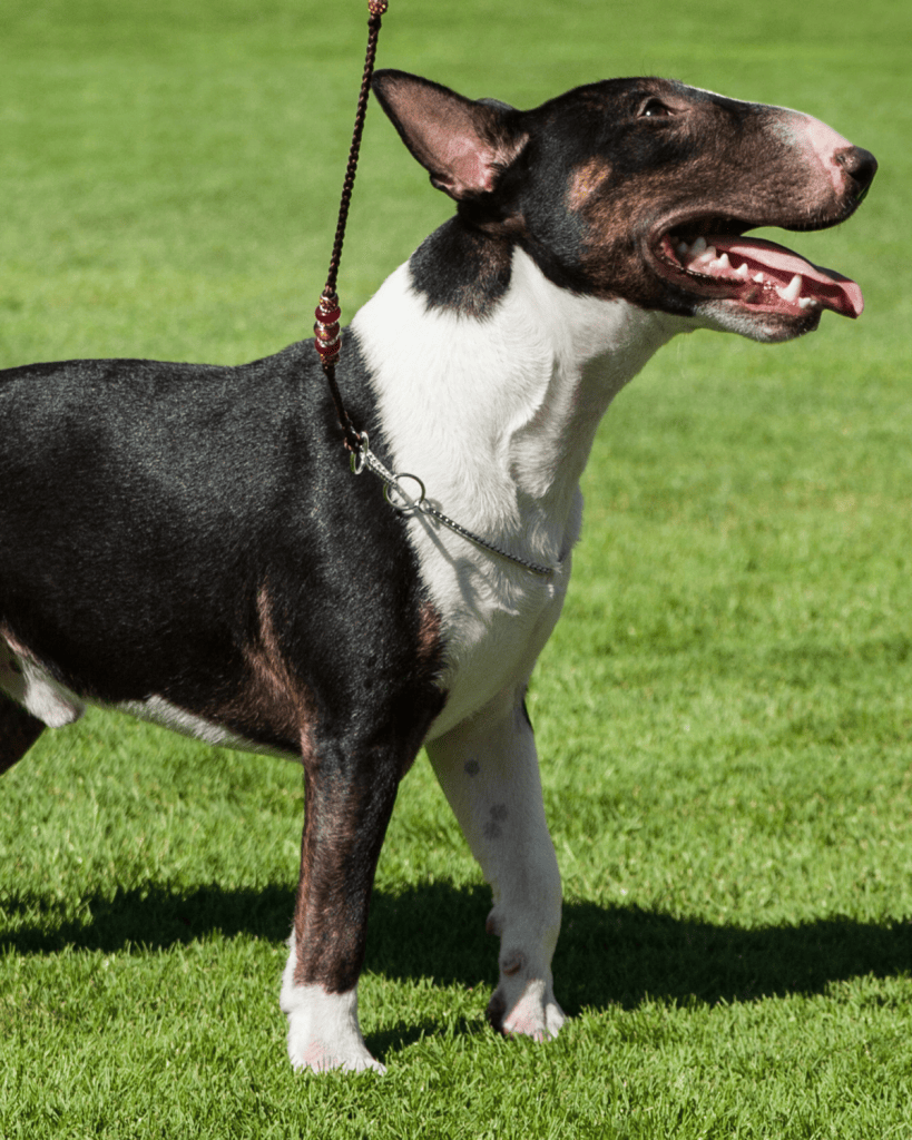 bull terrier colors 7