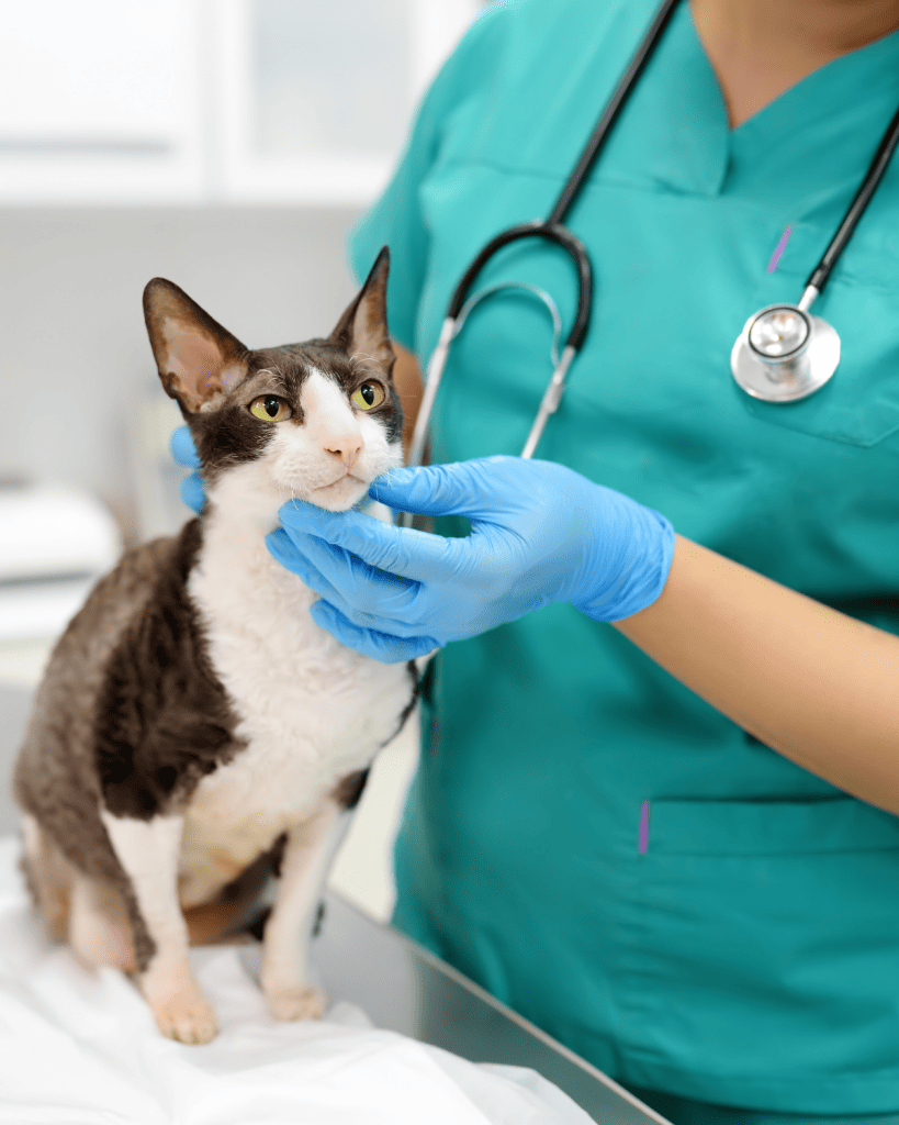 how to find a great veterinarian (1)