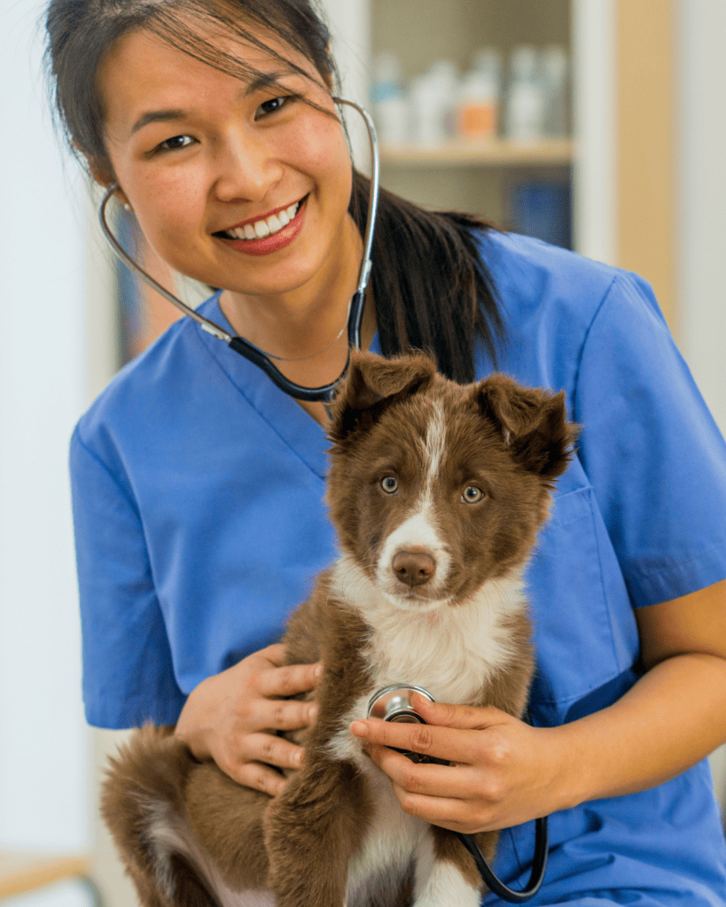 how to find a great veterinarian (4)