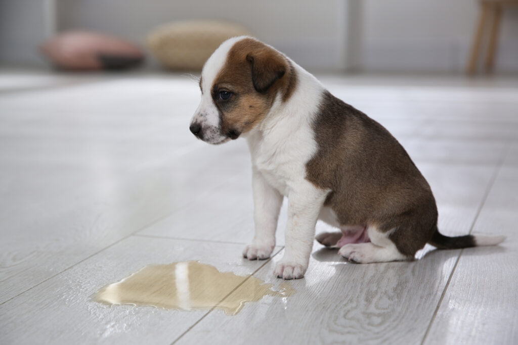 uh-oh, little puppy went for a pee indoors - at least it's easy to clean up given it's on tile? Remember not to scold for toileting indoors - it's a pee, pee happens.