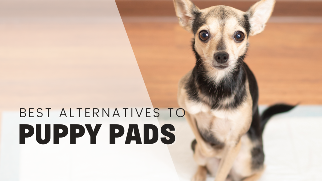 Best alternatives to puppy pads