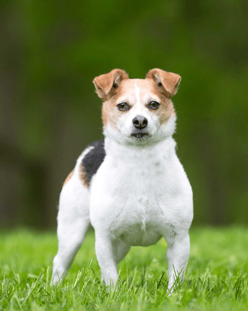 jack russell terrier mix hypoallergenic 