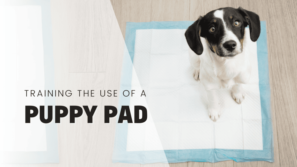 potty pad