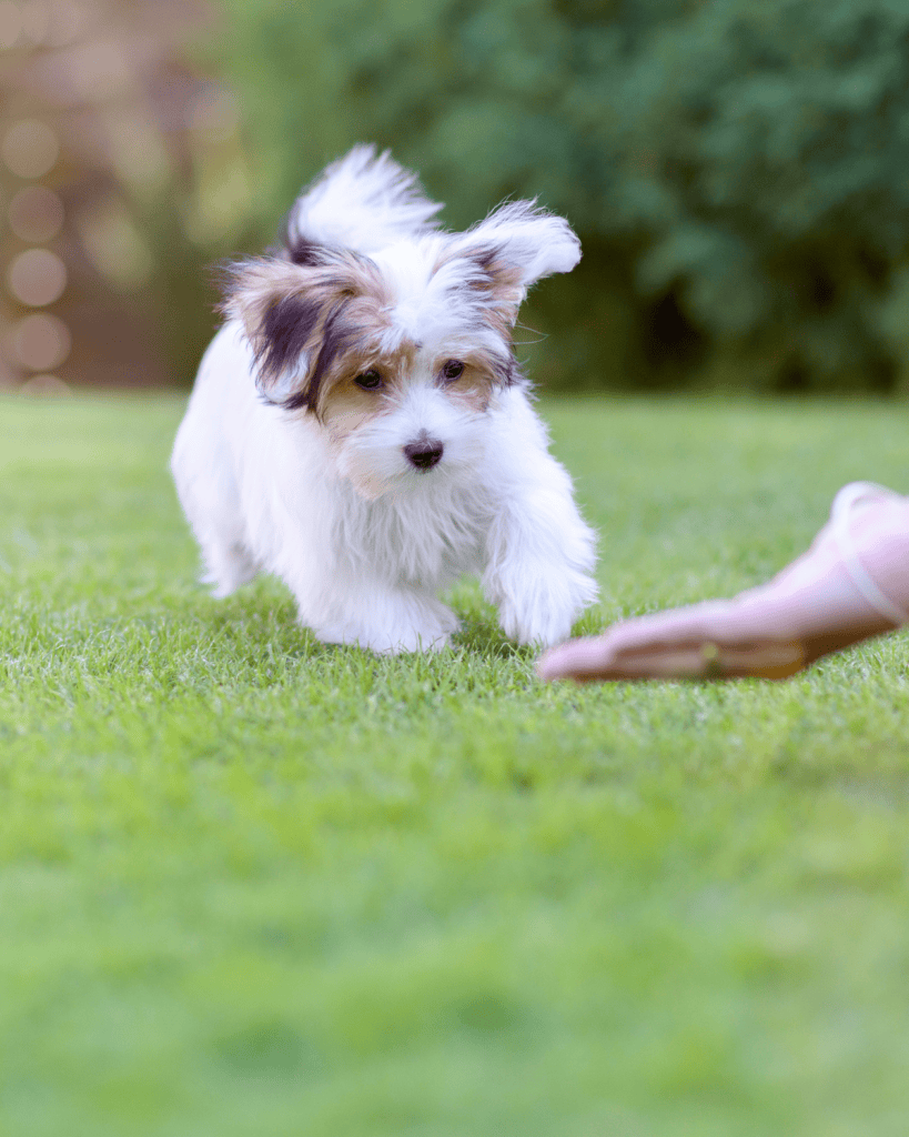 when can you start potty training a puppy (2)